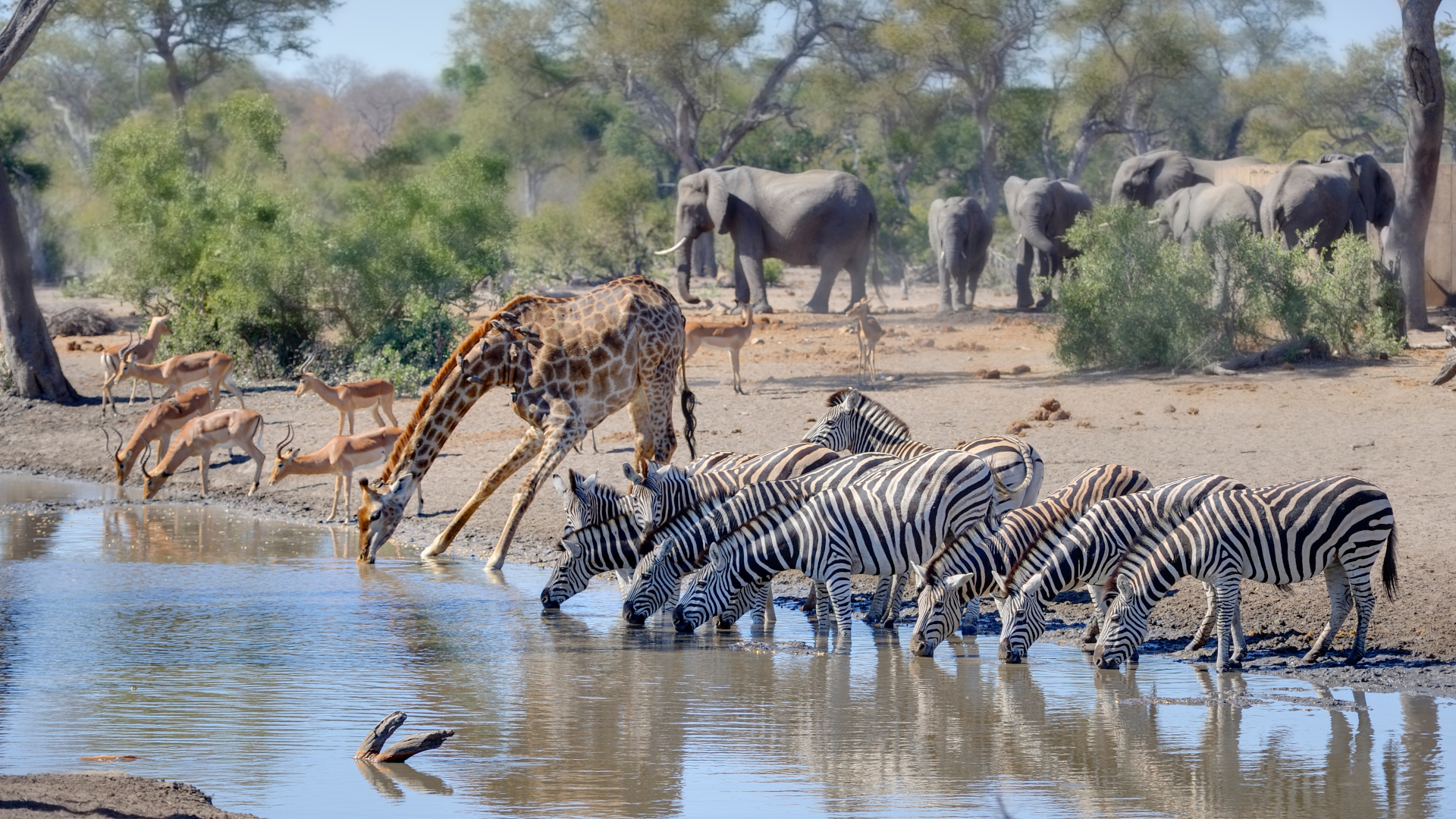 shutterstock 780476683 - South Africa